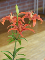 Foto: Dr. Peter Müller